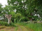 old-oak-tree-la-lambonnierre-2-long-lost-relative