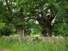 old-oak-tree-la-lambonnierre-3-there-it-is