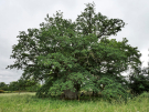 old-oak-tree-la-lambonnierre-6-in-full-glory