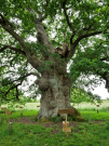old-oak-tree-la-lambonnierre-7-main-body
