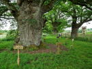 old-oak-tree-la-lambonnierre-8-a-lot-of-local-attention 