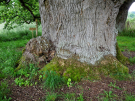 old-oak-tree-la-lambonnierre-9-grass-roots
