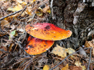 mushrooms / toadstools on the Den Treek estate - oranjerode hertenzwam