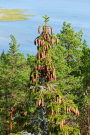 Finland 2019 Oravivuori - Cones galore seen from the Struve tower