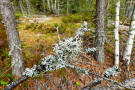 Finland 2019 Oravivuori - Lichen witchcraft