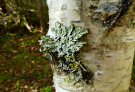 Finland 2019 Oravivuori -Lichen on birch