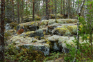 Finland 2019 Oravivuori - More moss and lichen