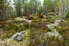Finland 2019 Oravivuori - Moss and lichen galore
