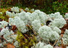 Finland 2019 Oravivuori - Moss details