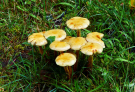 Oravivuori Finland: toadstools