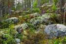 Finland 2019 Oravivuori - More moss and lichen