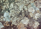 colorful lichens