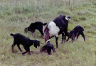 goats near hackness
