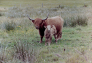 highland cattle