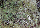 the remains of two entangled birds