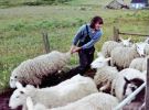 selecting the sheep for a shave