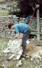 orkney 1987 hoy - sheep shaving on the farm