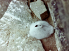 young seagull