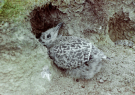 young skua