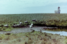 brough of birsay lighthouse with sheep