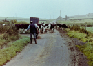 farmer with his cows