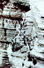 guillemots galore