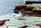 gannet
