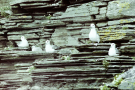 seagulls 