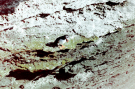 one puffin