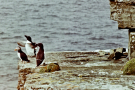 puffin with two auks