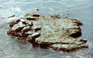 sea lions