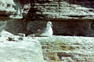 seagull