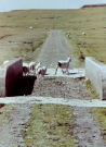 sheep on path to the westcoast
