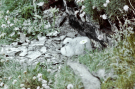young seagull