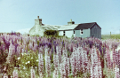 house surrounded by flowers