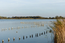 the marshes of botshol 2018 - botshol lake