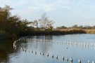 the marshes of botshol 2018 - botshol lake