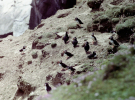 shetland 1989 mainland sumburgh gathering of puffins