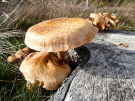 mushrooms / toadstools on the Den Treek estate - prachtvlamhoed