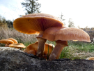 mushrooms / toadstools on the Den Treek estate - prachtvlamhoed