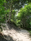 reserve-naturelle-baie-de-canche-1 tree in the dunes