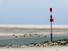 reserve-naturelle-baie-de-canche-16 seals in the canche mouth