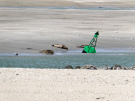 reserve-naturelle-baie-de-canche-17 seals and a buoy
