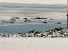 reserve-naturelle-baie-de-canche-18 lots of seals