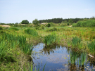 reserve-naturelle-baie-de-canche-6 marais