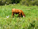 reserve-naturelle-baie-de-canche-8 cows and cattle egrets