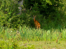 reserve-naturelle-baie-de-canche-9 roe deer