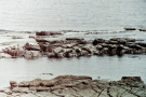 Shetland  1989 Yell - Overview of grey seals group
