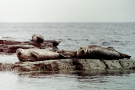 Shetland  1989 Yell - Closest possible with a 200mm lens