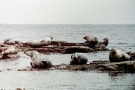 Shetland  1989 Yell - Closer to the grey seals